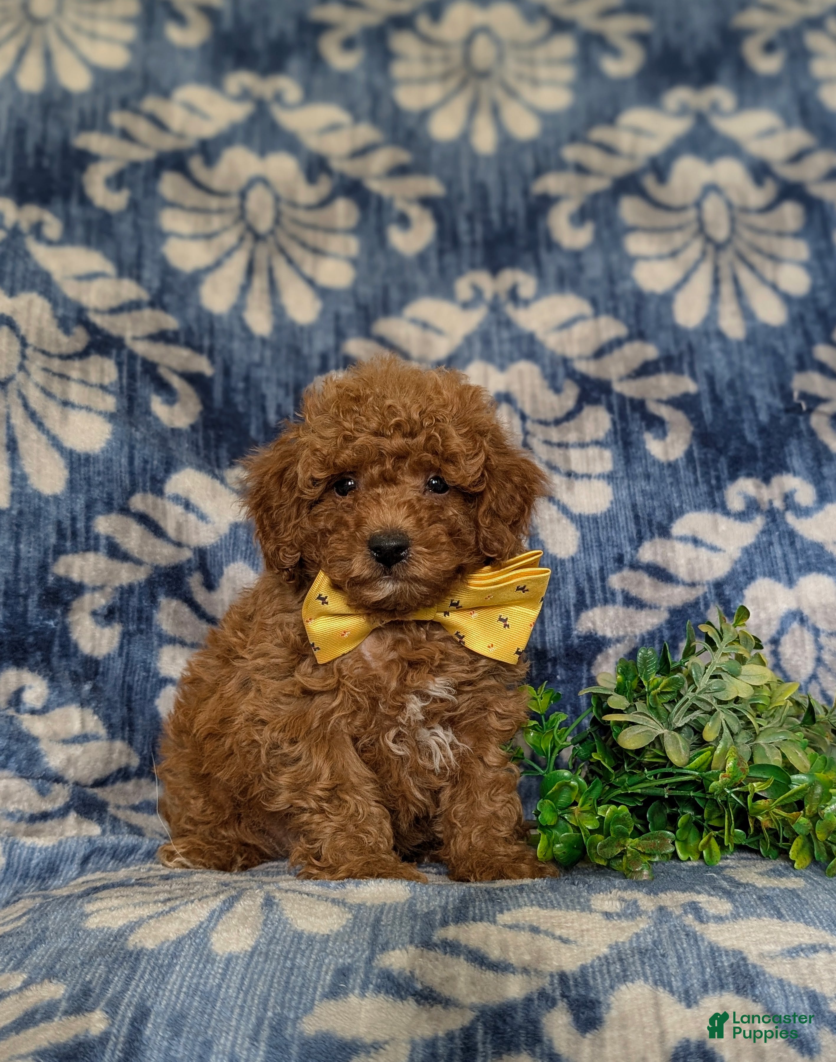 Miniature Poodle dogs for sale: Spalding - Ad 2