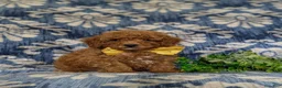 Miniature Poodle dogs for sale: Spalding - Ad 1