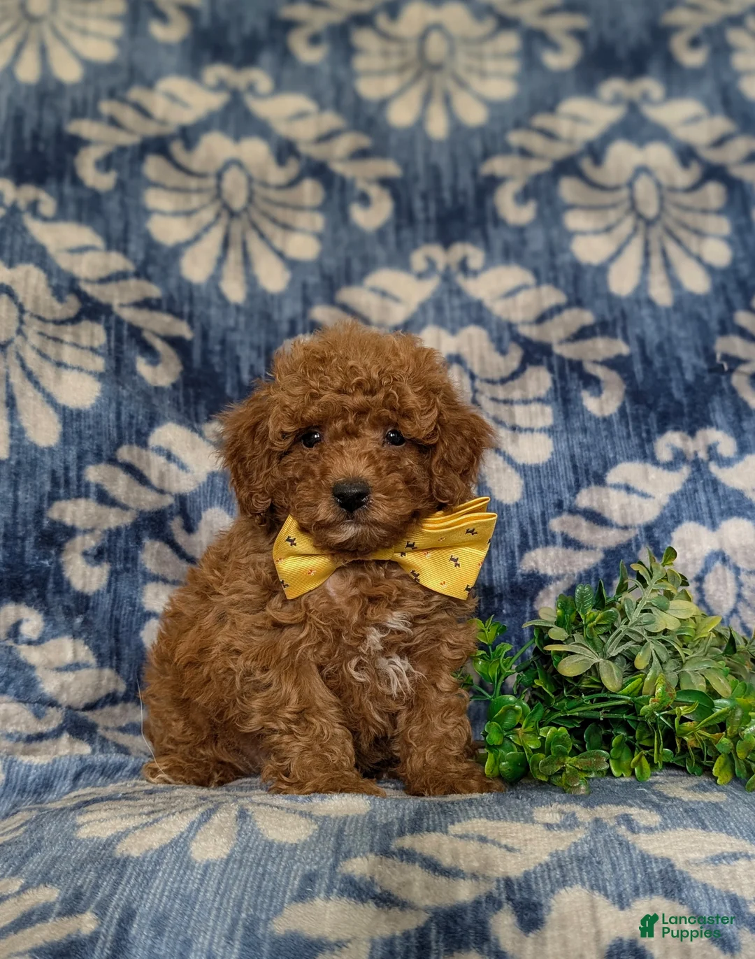Miniature Poodle dogs for sale: Spalding - Ad 1