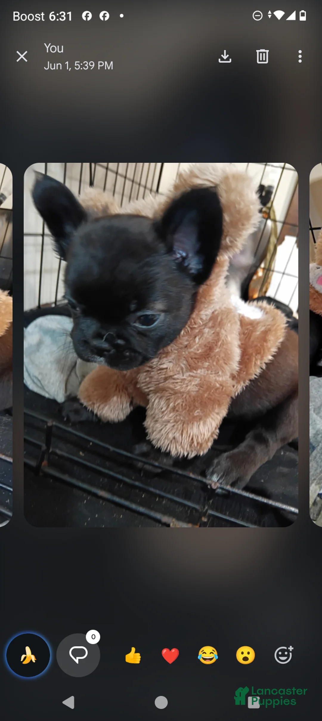 French Bulldog dogs for sale: French Bulldog 4 Hershey  - Ad 2