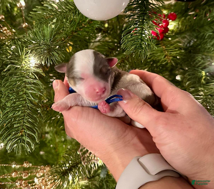 Aussiedoodle dogs Dustin The Brain Henderson - Ad 2