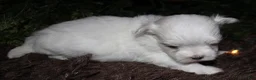 Maltese dogs for sale: Mable - Ad 28