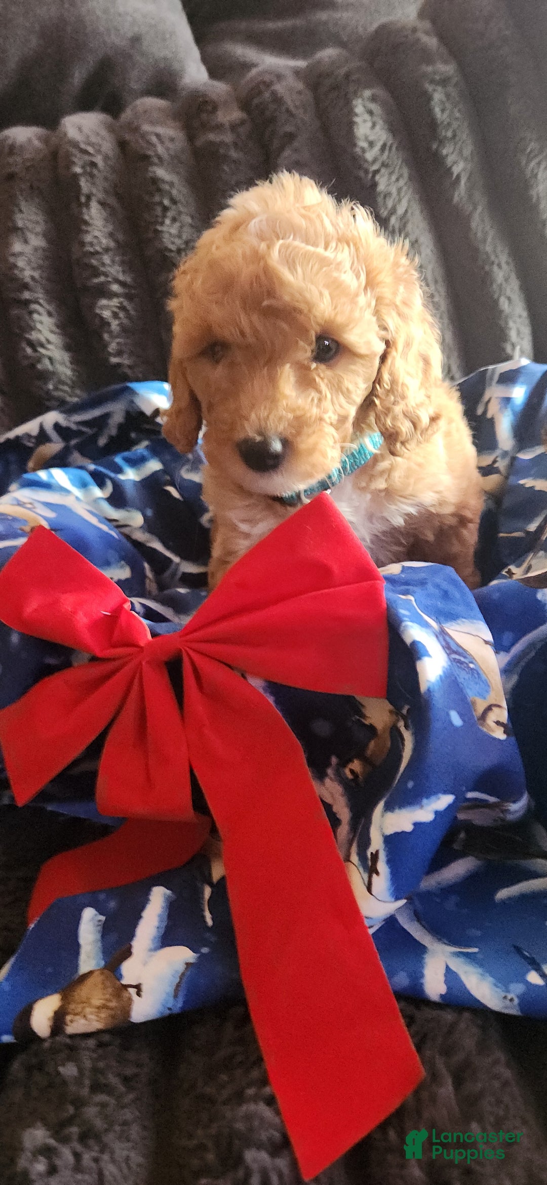 Mini Goldendoodle dogs for sale: Millie - Ad 2