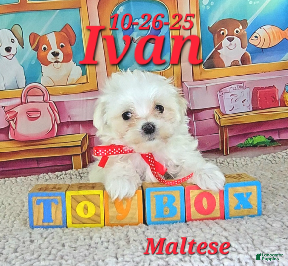 Maltese dogs Ivan - Ad 8