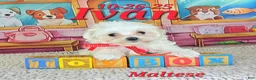 Maltese dogs for sale: Ivan - Ad 1