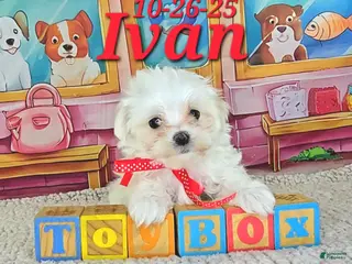Maltese dogs Ivan - Ad 3