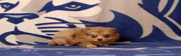 Pomeranian dogs for sale: Gilma - Ad 4