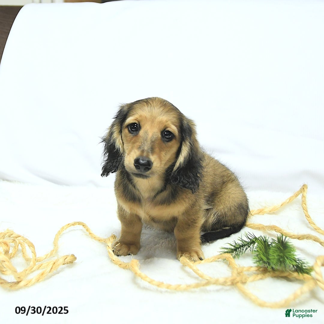 Miniature Dachshund dogs for sale: Fredrick - Ad 5