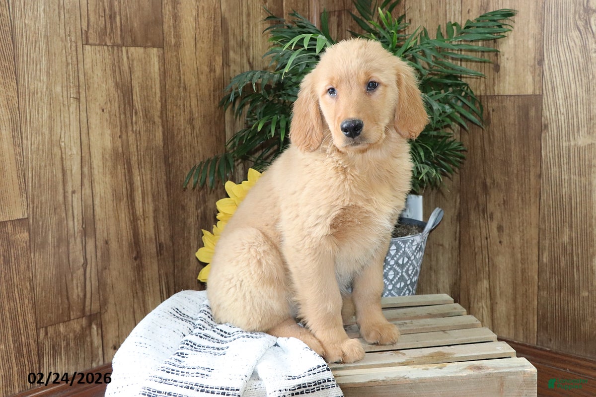 Golden Retriever dogs Leah - Ad 1