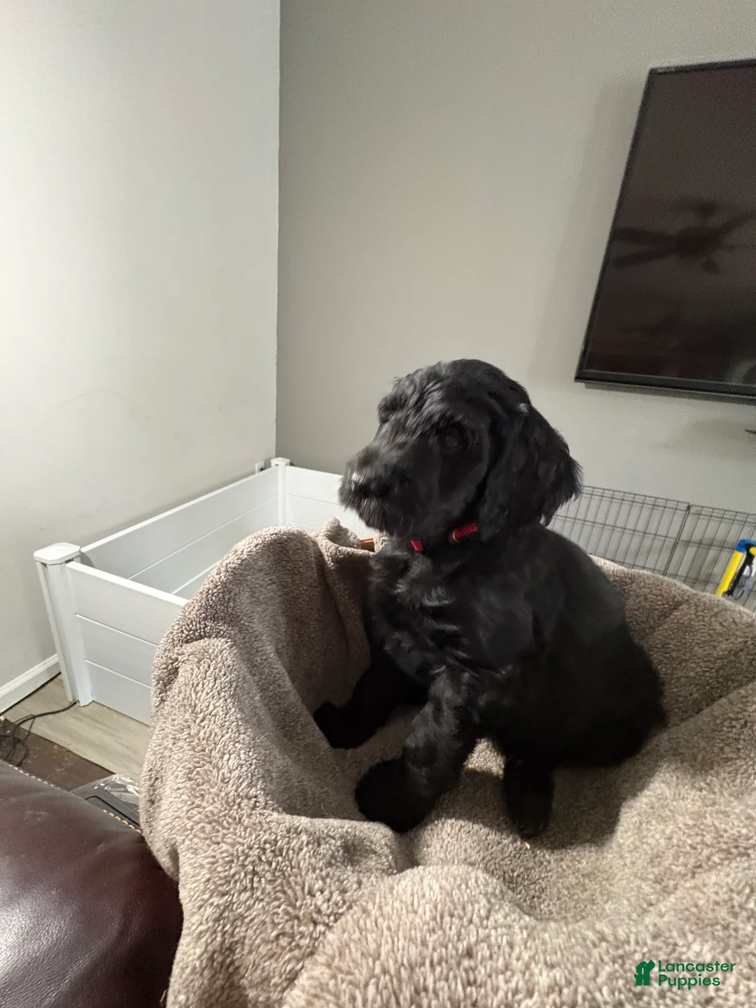 Goldendoodle dogs for sale: Goldendoodle Puppy 8 - Ad 9