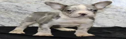 French Bulldog dogs for sale: Dallas Male AKC French Bulldog - Ad 6