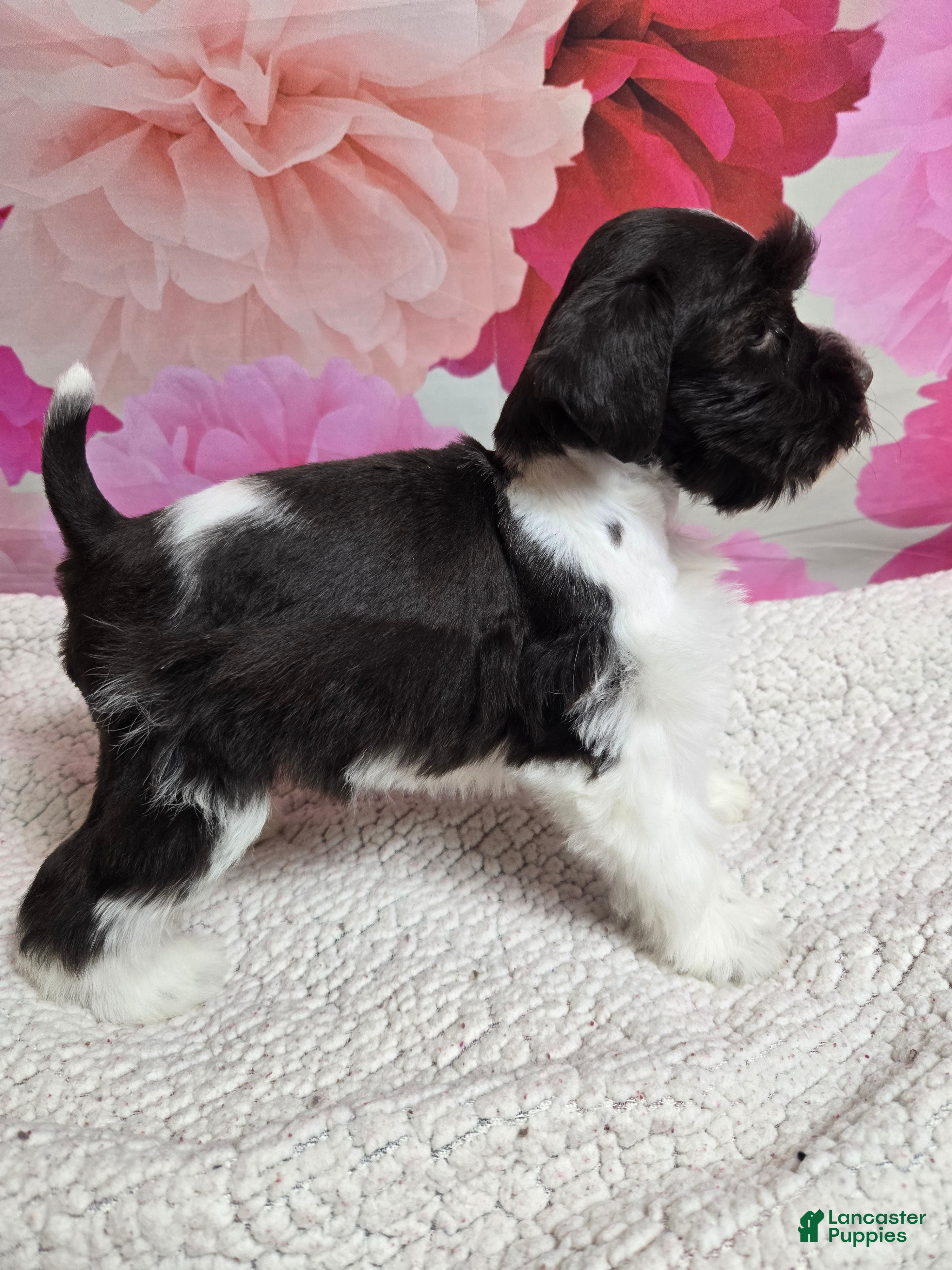 Miniature Schnauzer dogs Coral - Ad 41