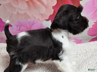 Miniature Schnauzer dogs Coral - Ad 6