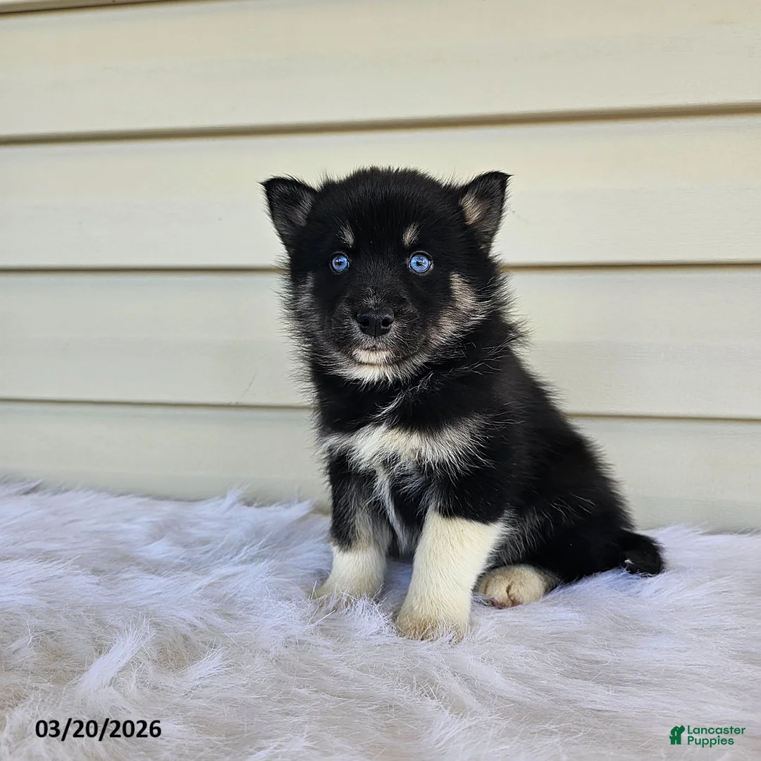 Pomsky dogs for sale: Luca - Ad 2