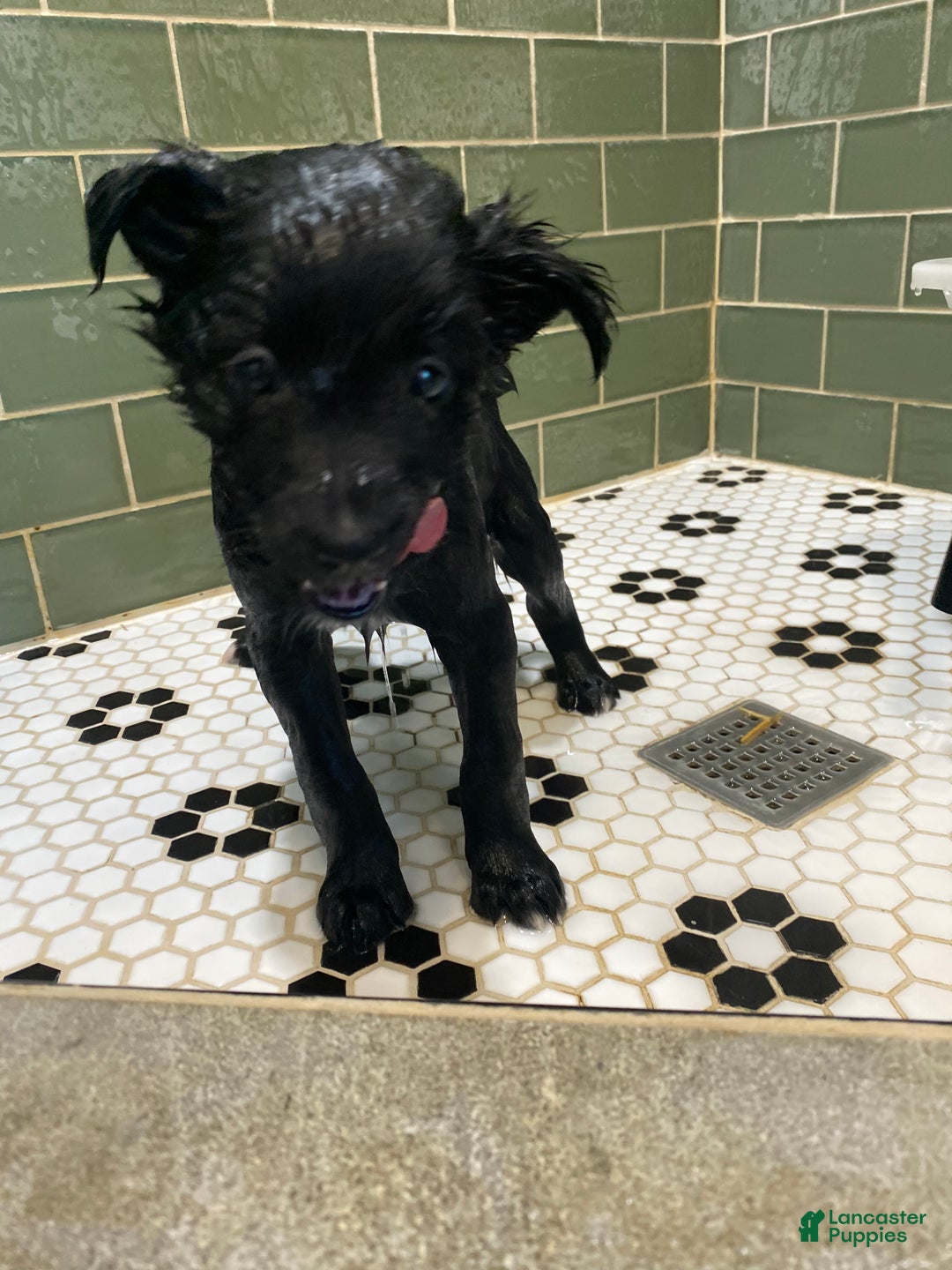 Mixed Breed dogs for sale: Belle - Ad 8