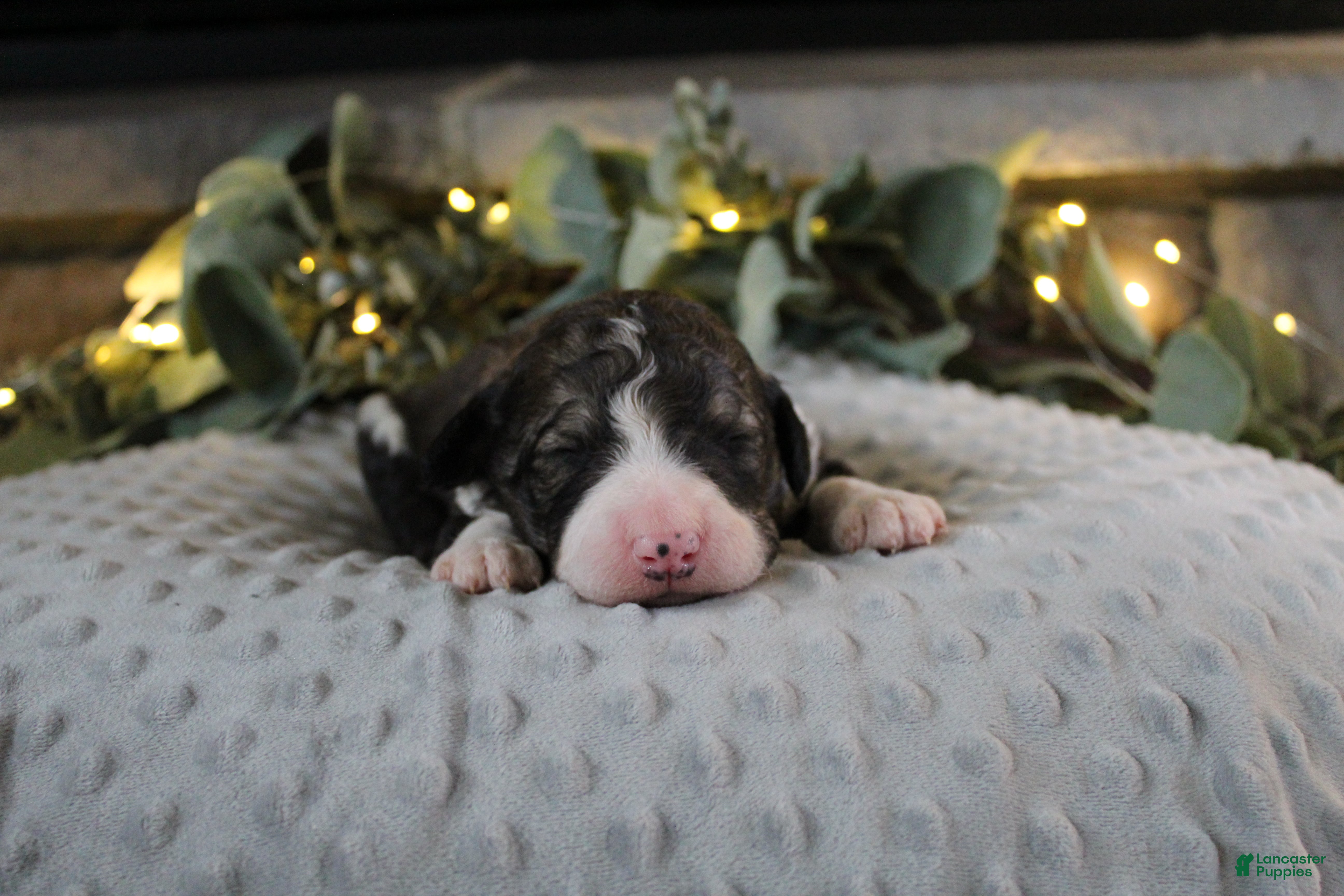 Bordoodle dogs Draco - Ad 30