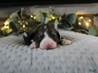 Bordoodle dogs Draco - Ad 30