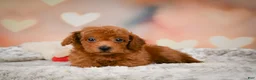 Toy Poodle dogs for sale: Chip - Ad 10