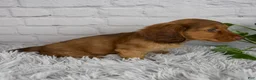 Miniature Dachshund dogs for sale: Cami - Ad 5