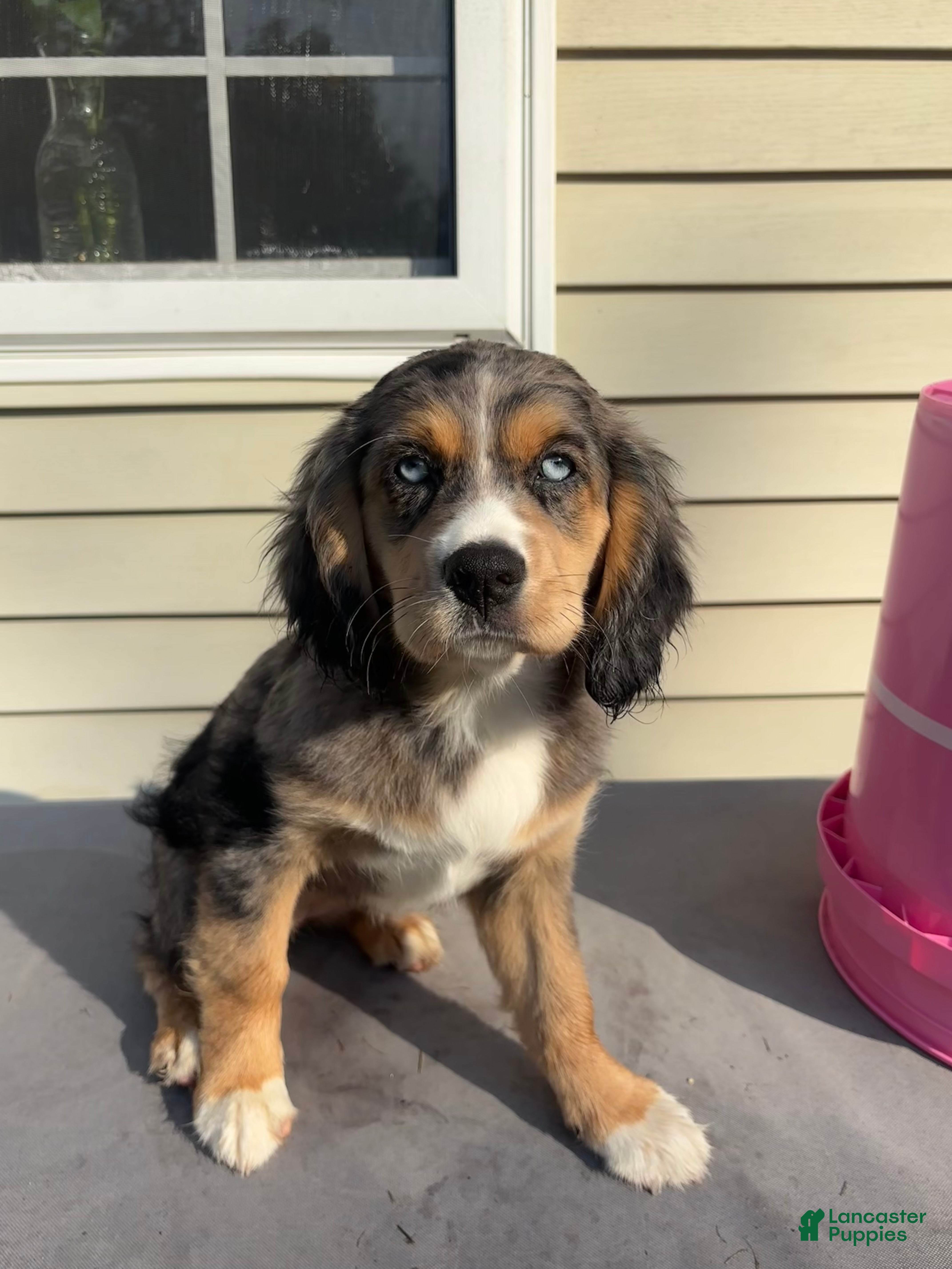 Mixed Breed dogs Athena - Ad 10