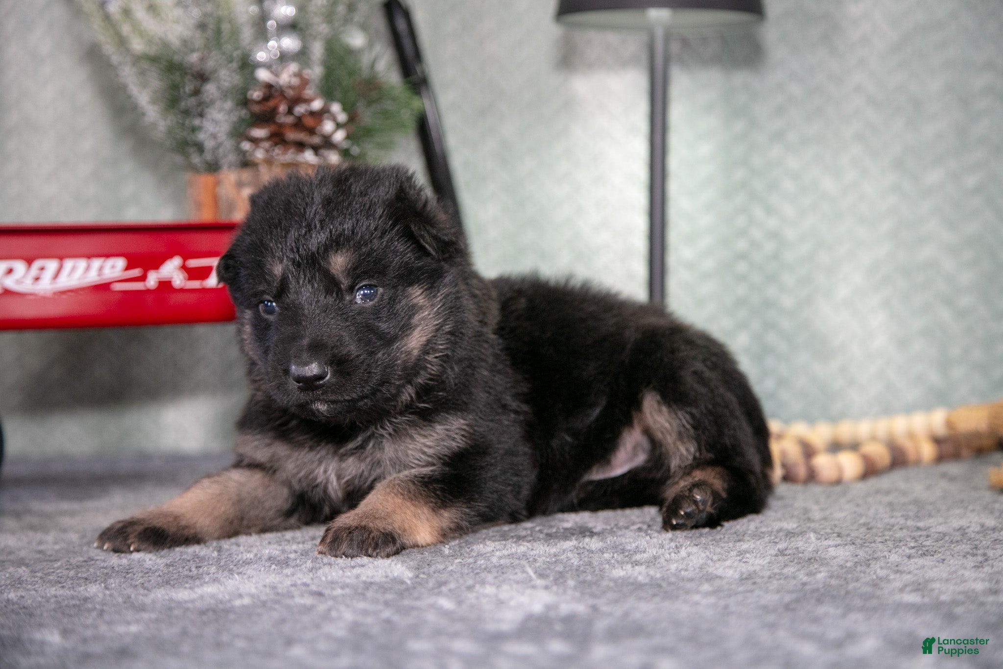 German Shepherd dogs Landon - Ad 7