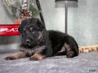 German Shepherd dogs Landon - Ad 7