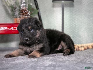 German Shepherd dogs Landon - Ad 39