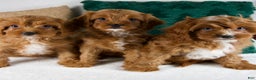 Cavapoo dogs for sale: Audi - Ad 15