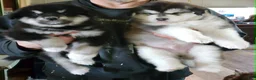 Alaskan Malamute dogs for sale: Alaskan Malamute Puppy 5 - Ad 13