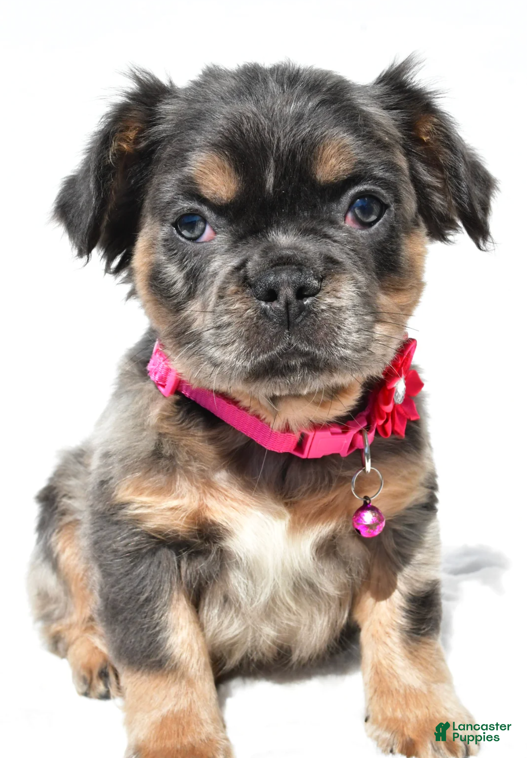 French Bulldog dogs for sale: Norma - Ad 8