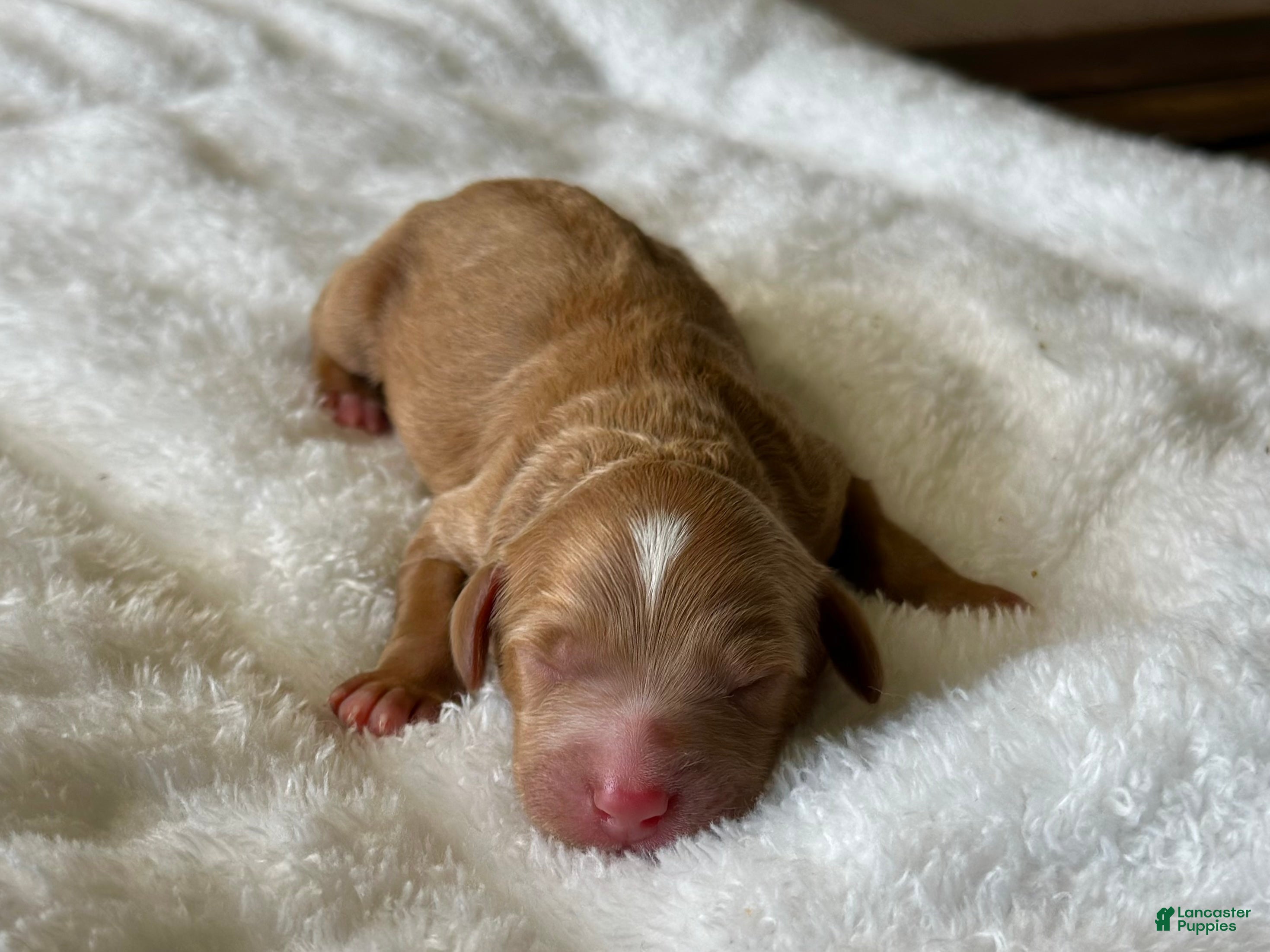 Mixed Breed dogs Red Apricot Micro Mini - Ad 1