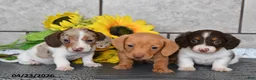 Miniature Dachshund dogs for sale: Jewel - Ad 3
