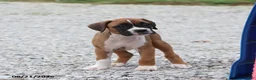Boxer dogs for sale: Queenie - Ad 10