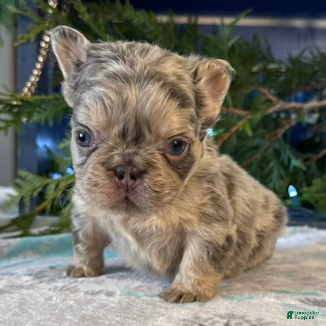 French Bulldog dogs for sale: Duke - Ad 1