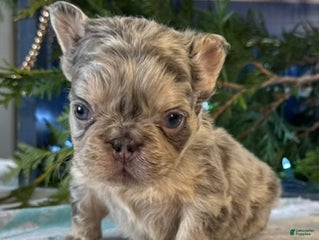 French Bulldog dogs Duke - Ad 38