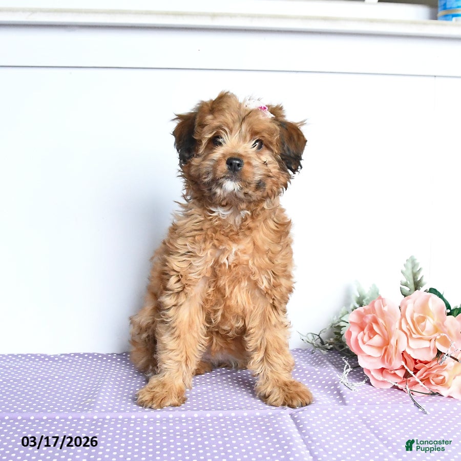 Mini Aussiedoodle dogs Cutie - Ad 2