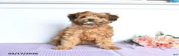 Mini Aussiedoodle dogs for sale: Cutie - Ad 2