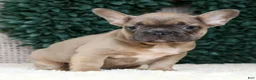 French Bulldog dogs for sale: Hunter - Ad 6