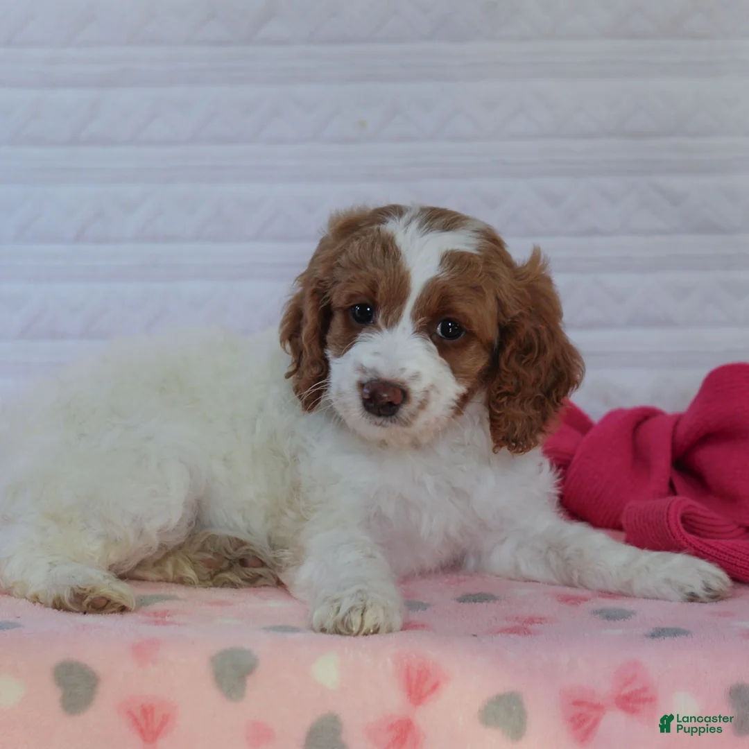 Mini Goldendoodle dogs for sale: Juliet  - Ad 3
