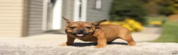 French Bulldog dogs for sale: Otto – Fawn Brindle - Ad 12