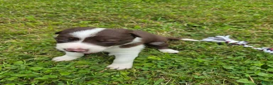 Border Collie 2
