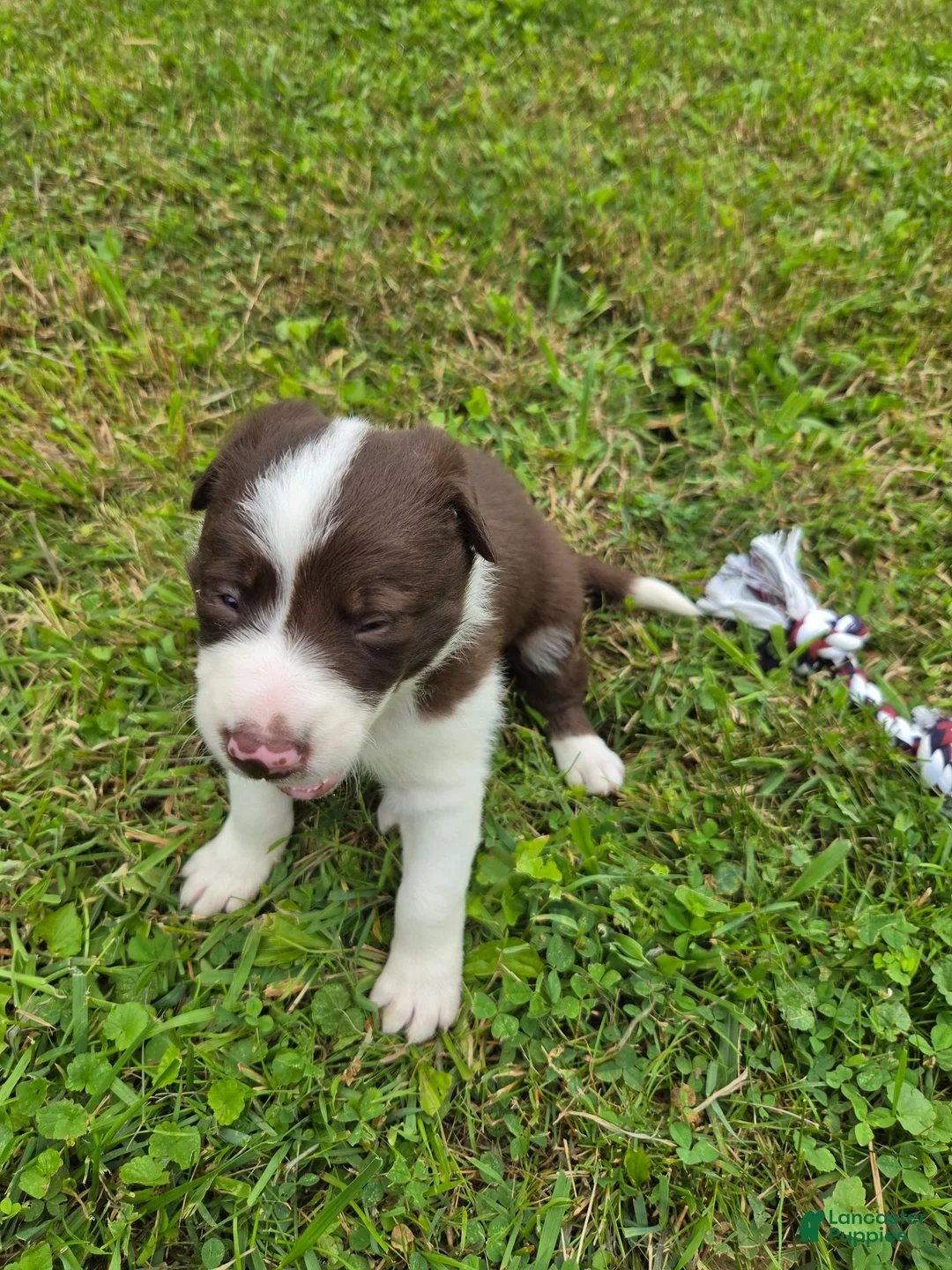 Border Collie dogs for sale: Border Collie 2 - Ad 1