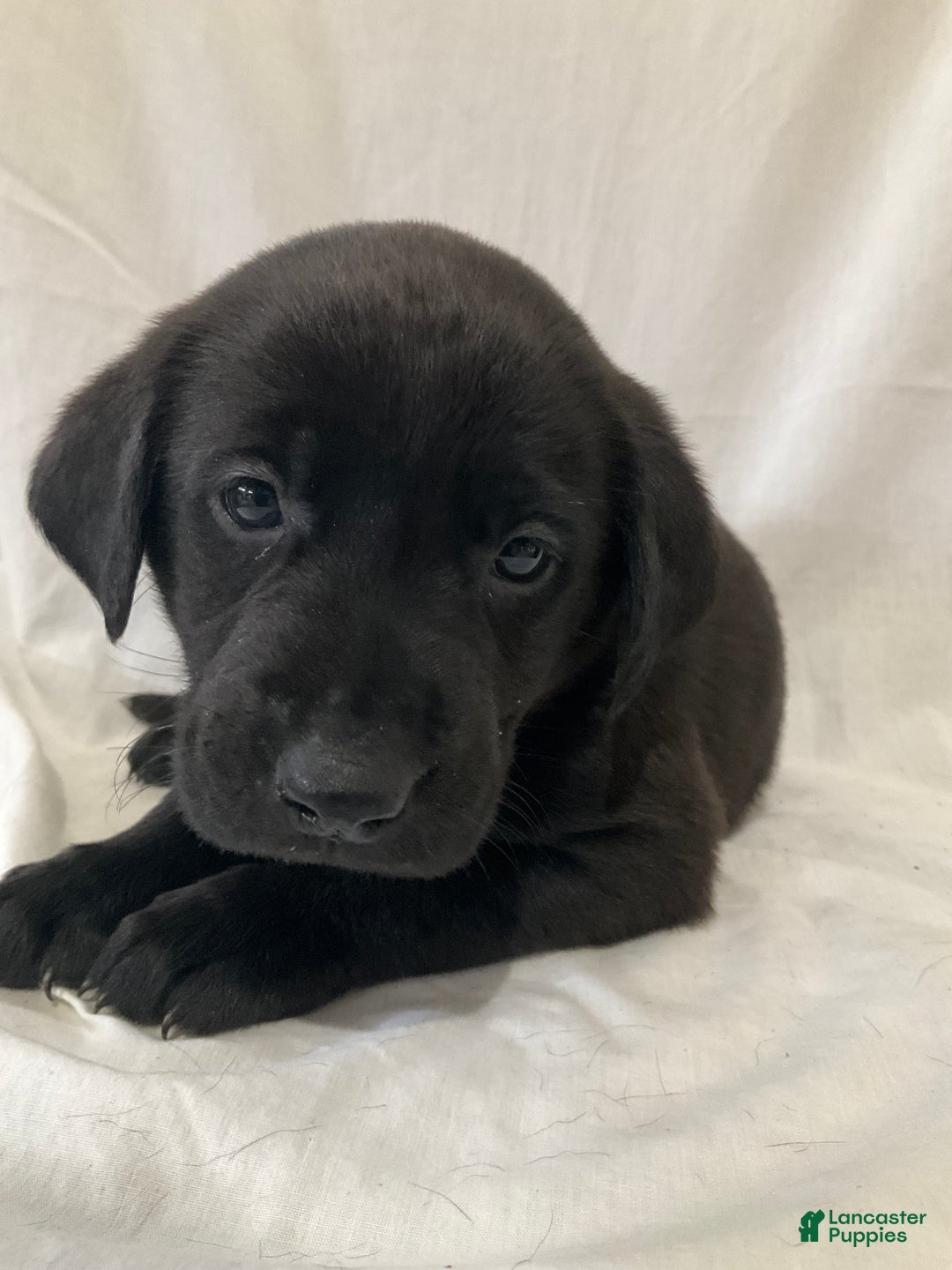 Labrador Retriever dogs for sale: Rosey - Ad 3