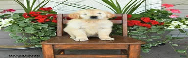 Roy 