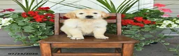 Golden Retriever dogs for sale: Roy  - Ad 1