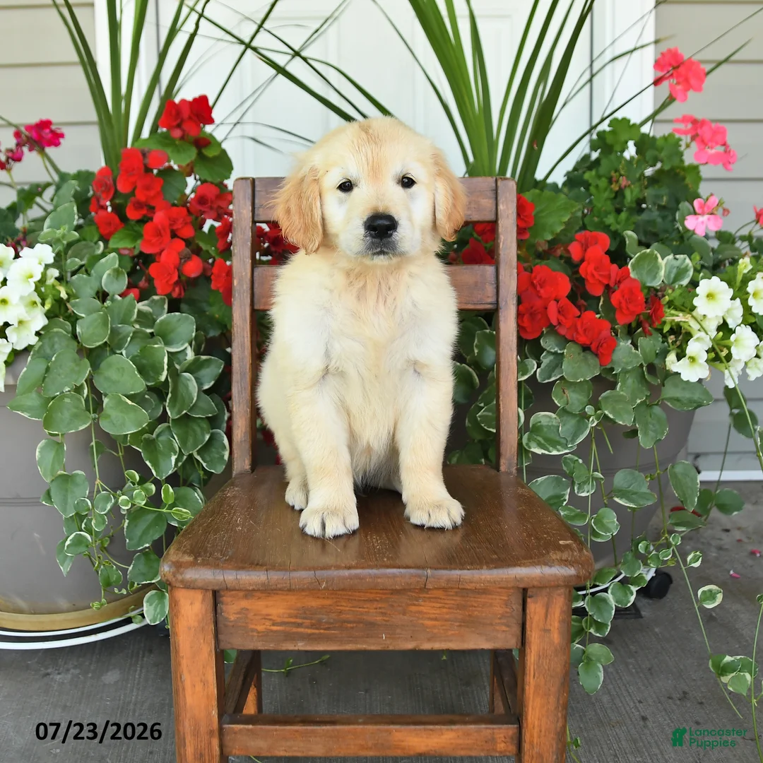 Golden Retriever dogs for sale: Roy  - Ad 1