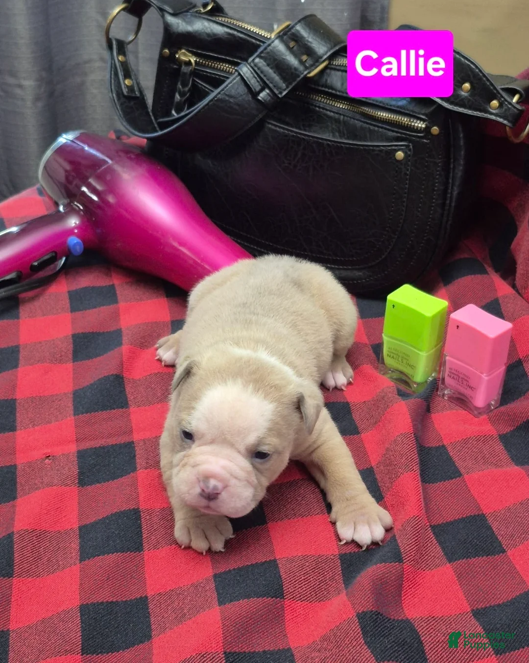 Olde English Bulldogge dogs for sale: Callie Olde English Bulldogge  - Ad 1