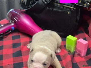 Olde English Bulldogge dogs Callie Olde English Bulldogge - Ad 1