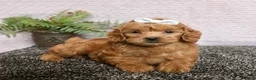 Cockapoo dogs for sale: Roxy - Ad 3