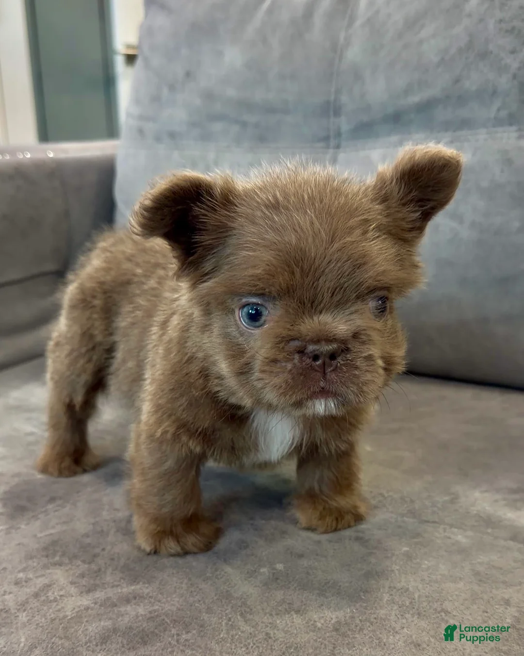 French Bulldog dogs for sale: EMPRESS - TEDDY BEAR COAT EXOTIC HYPOALLERGENIC SUPER FLUFFY IN  LA CA - Ad 2